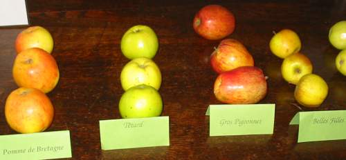 Traditional Jersey Apple Varieties