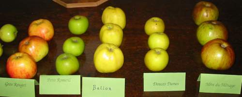 Traditional Jersey Apple Varieties