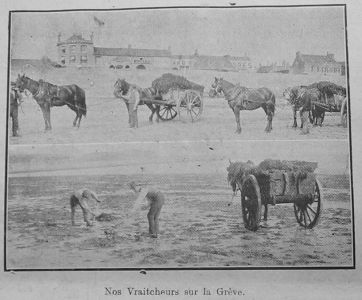 Vraicking 1913